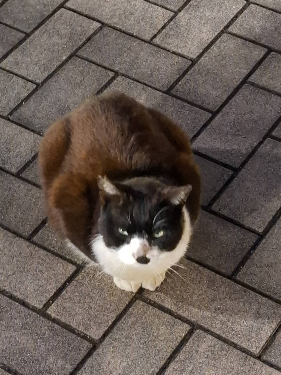 cat